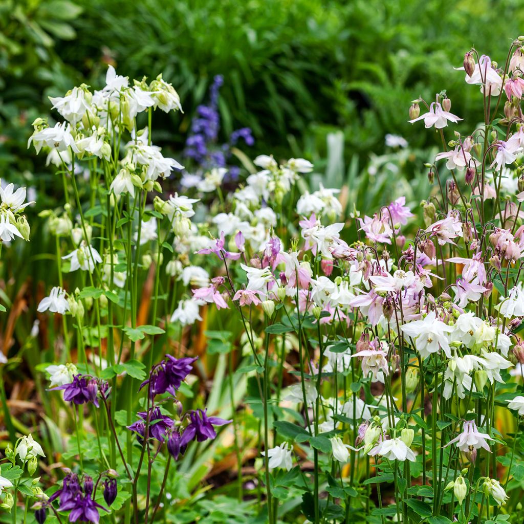 Aquilegia vulgaris var.nivea Munstead White - Garten-Akelei