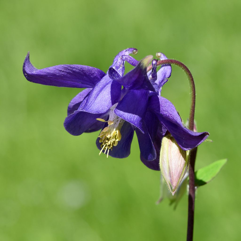 Aquilegia vulgaris - Gemeine Akelei