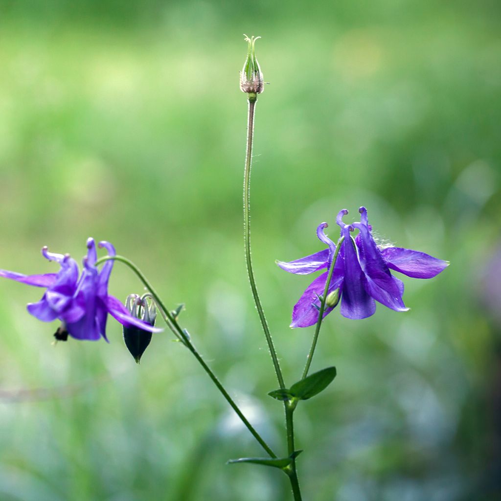 Aquilegia vulgaris - Gemeine Akelei