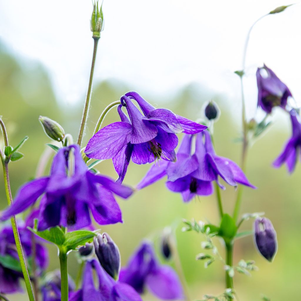 Aquilegia vulgaris - Gemeine Akelei