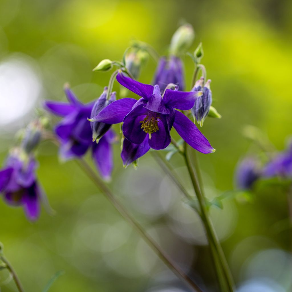 Aquilegia vulgaris - Gemeine Akelei