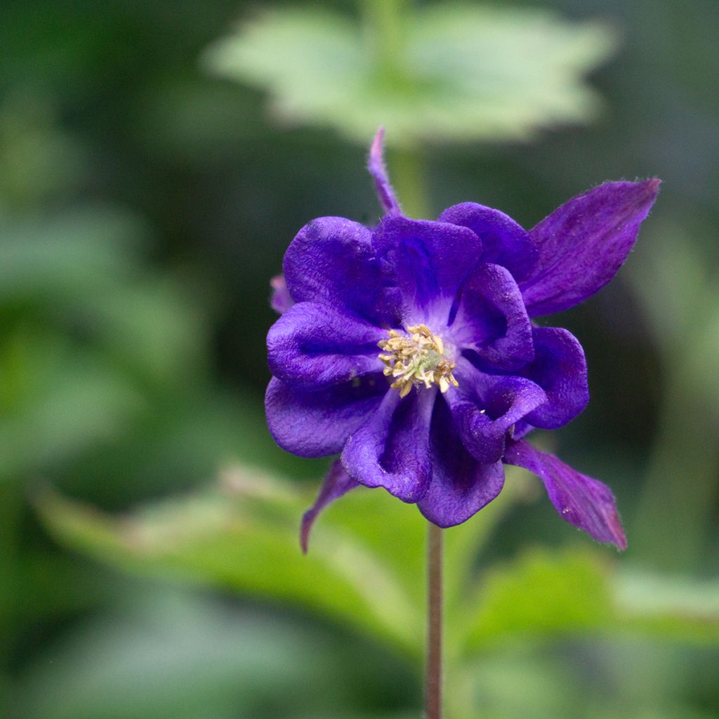 Aquilegia vulgaris - Gemeine Akelei