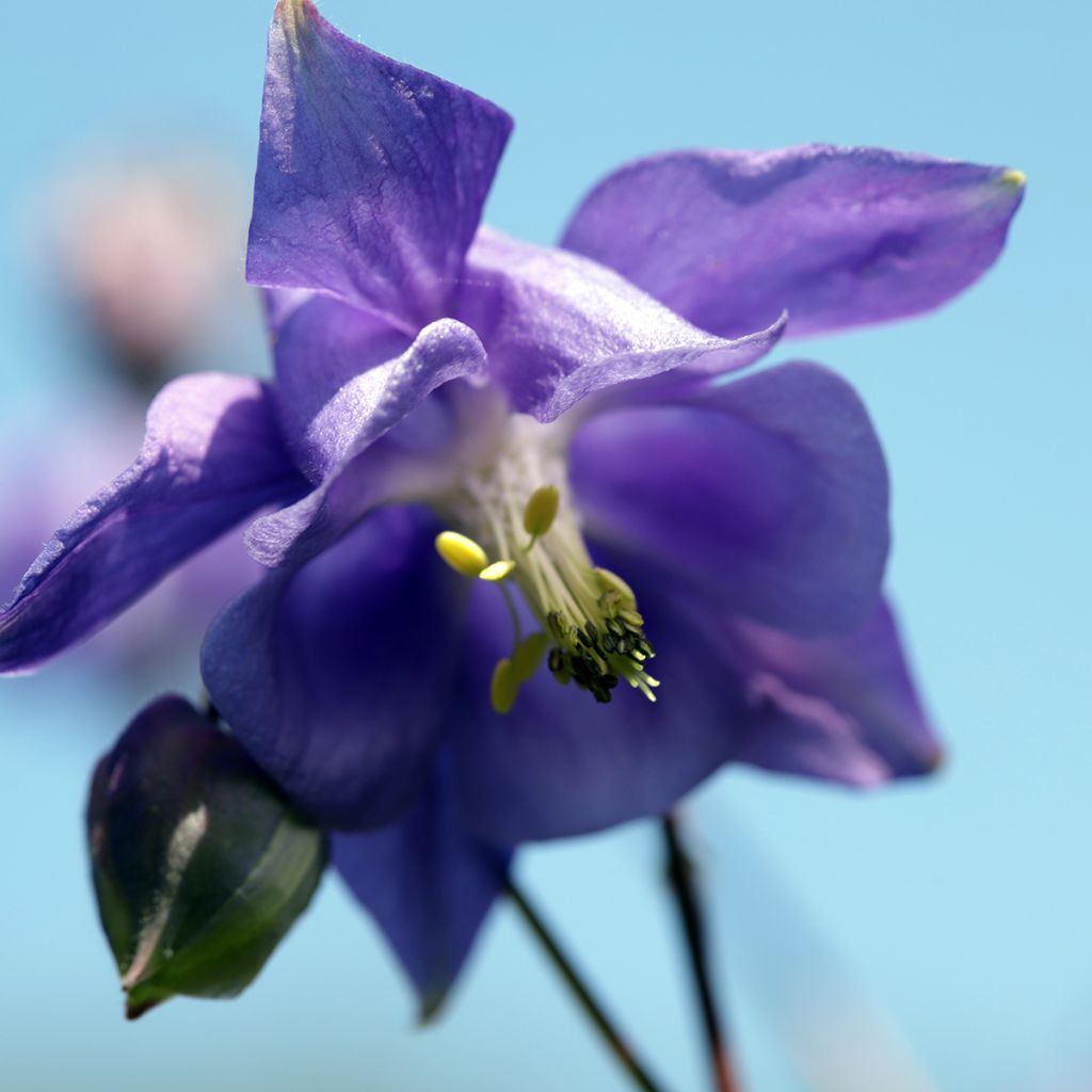 Aquilegia vulgaris - Gemeine Akelei