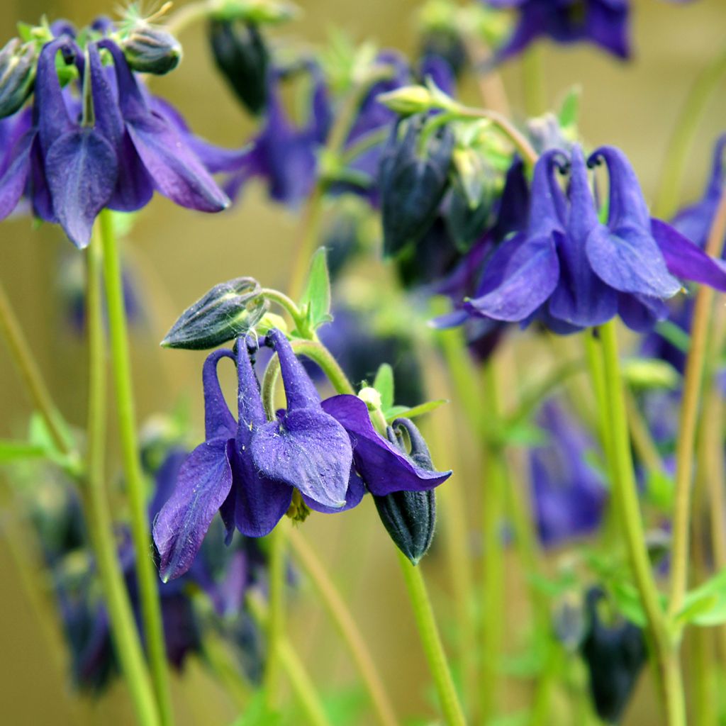 Aquilegia vulgaris - Gemeine Akelei