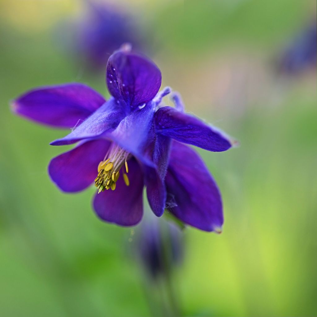 Aquilegia vulgaris - Gemeine Akelei