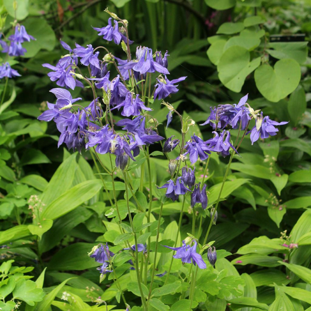 Aquilegia vulgaris - Gemeine Akelei