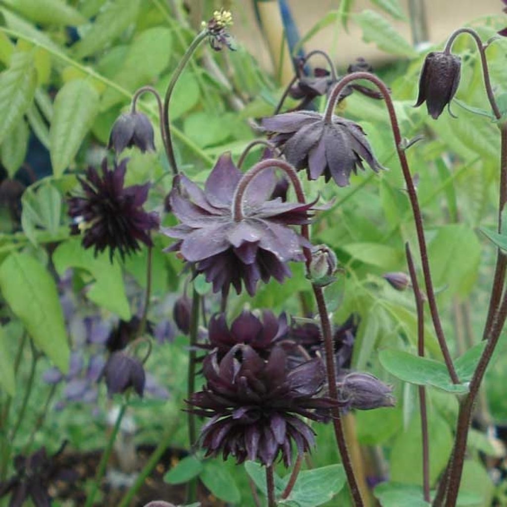 Aquilegia vulgaris var. stellata Black Barlow - Garten-Akelei