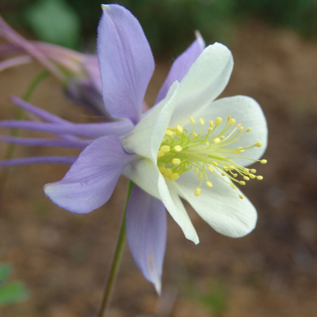 Aquilegia Blue Star - Garten-Akelei