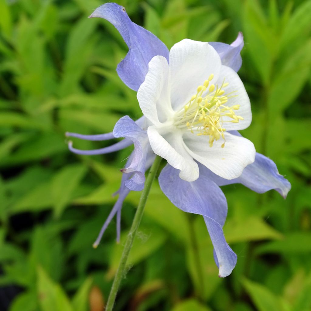 Ancolie Blue Star - Aquilegia (x) hybrida