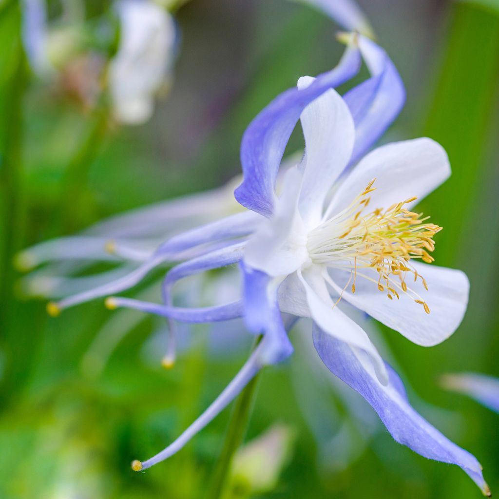 Aquilegia Blue Star - Garten-Akelei