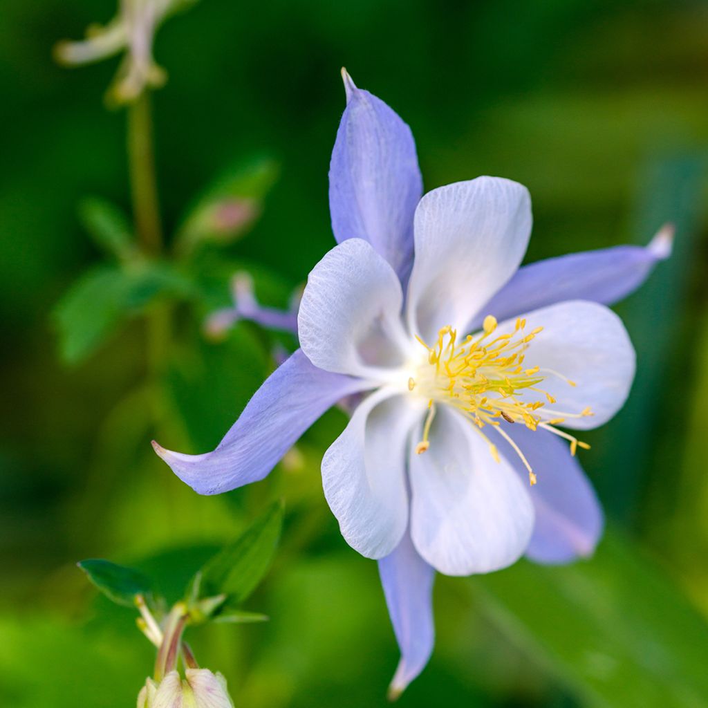 Aquilegia Blue Star - Garten-Akelei