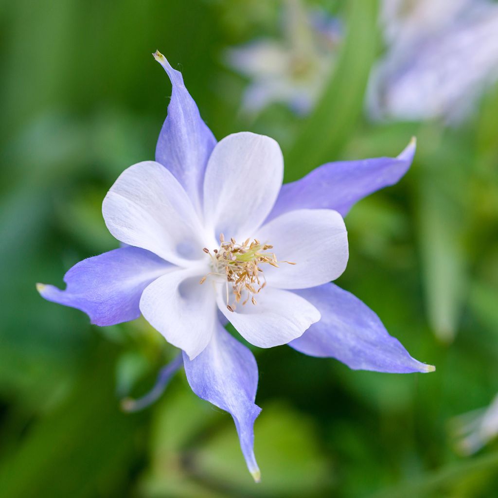 Aquilegia Blue Star - Garten-Akelei