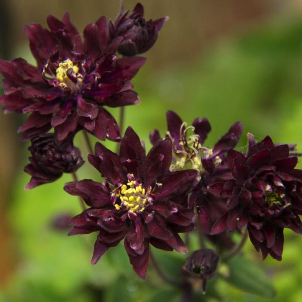 Aquilegia Clementine Dark Purple - Garten-Akelei