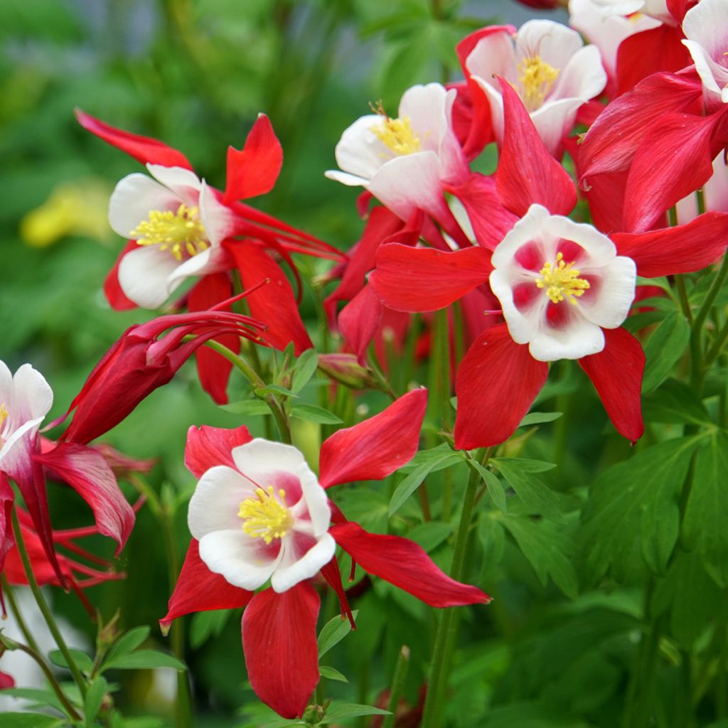 Aquilegia Rotstern (Crimson Star) - Langspornige Akelei