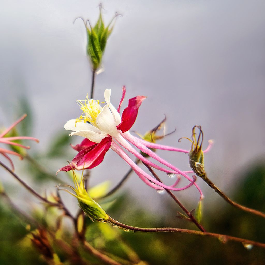 Aquilegia Rotstern (Crimson Star) - Langspornige Akelei