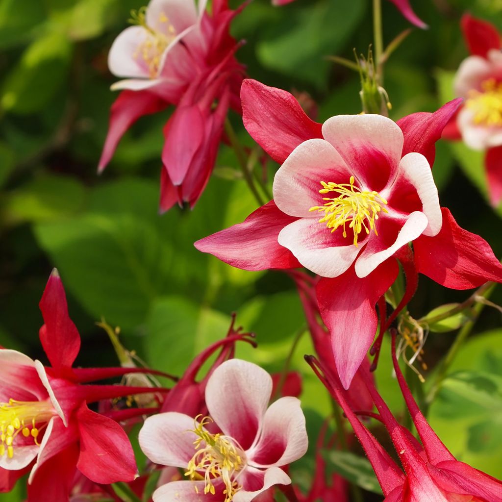 Aquilegia Rotstern (Crimson Star) - Langspornige Akelei