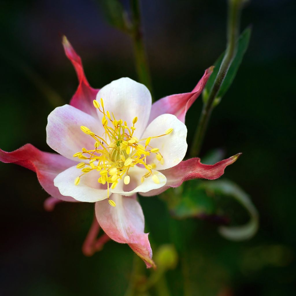 Aquilegia Rotstern (Crimson Star) - Langspornige Akelei