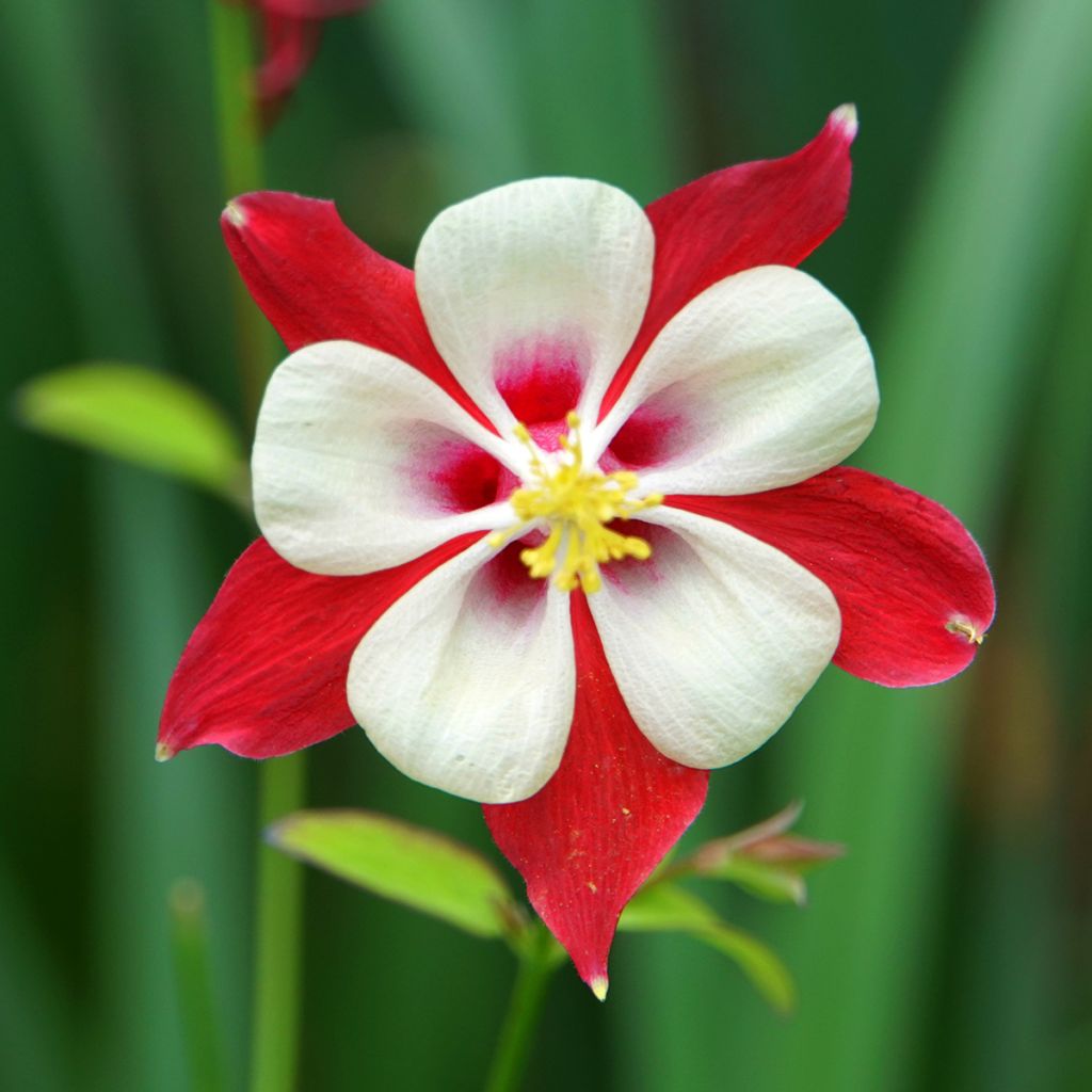 Aquilegia Rotstern (Crimson Star) - Langspornige Akelei