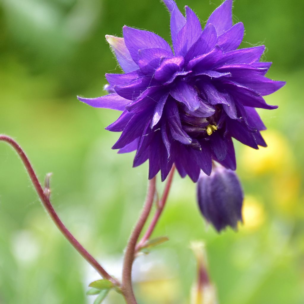 Ancolie Hybride Blue Barlow, Aquilegia Blue Barlow