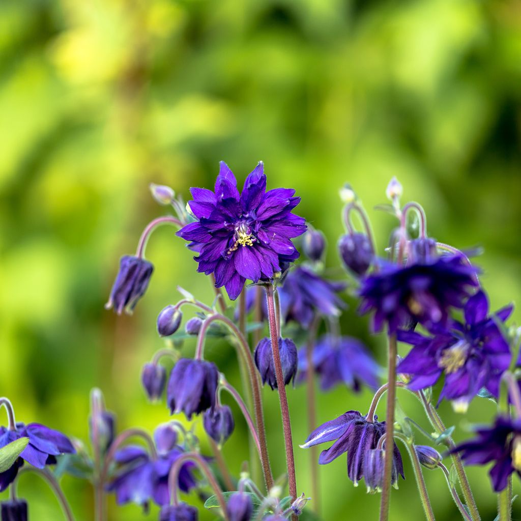 Aquilegia Blue Barlow - Garten-Akelei