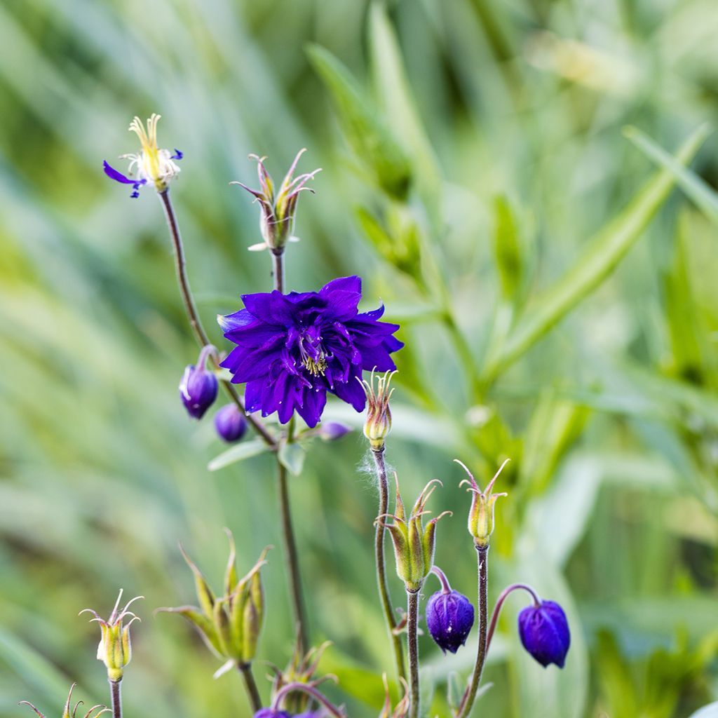 Aquilegia Blue Barlow - Garten-Akelei