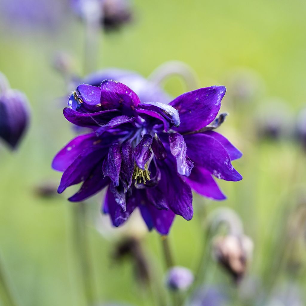 Aquilegia Blue Barlow - Garten-Akelei