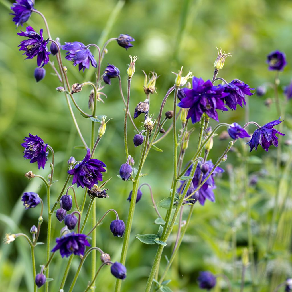 Aquilegia Blue Barlow - Garten-Akelei