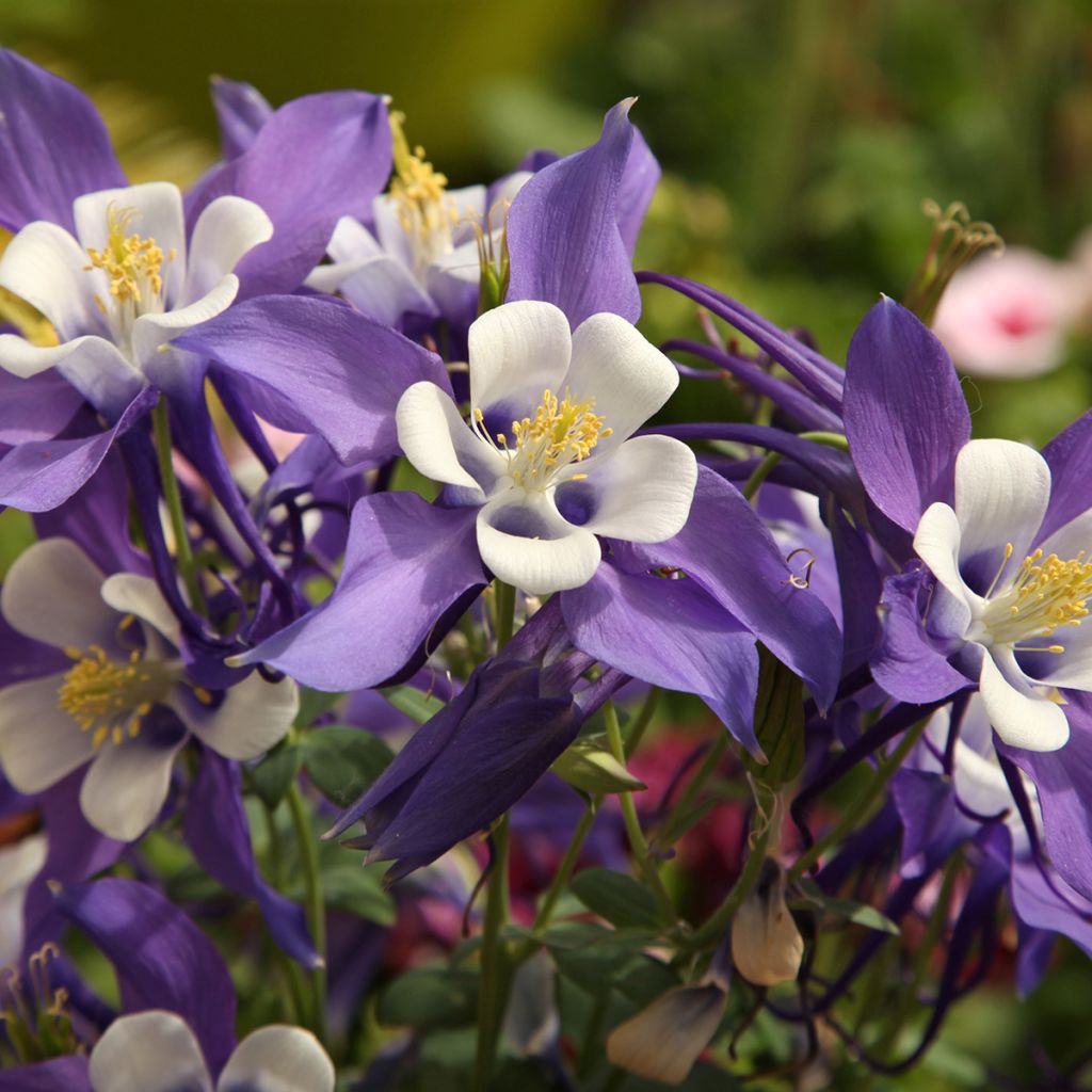 Aquilegia Mrs M. Nicholls - Garten-Akelei