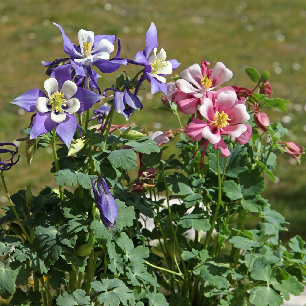 Aquilegia Mrs M. Nicholls - Garten-Akelei