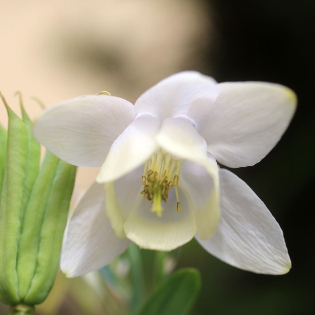 Aquilegia flabellata var. pumila alba - Zwerg-Akelei