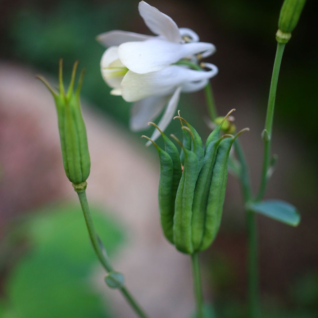 Aquilegia flabellata var. pumila alba - Zwerg-Akelei