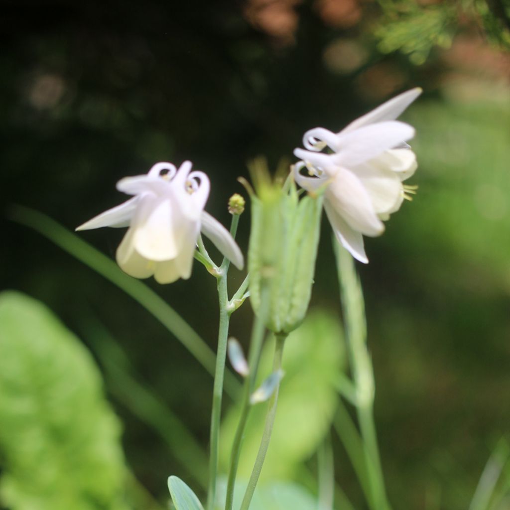 Aquilegia flabellata var. pumila alba - Zwerg-Akelei