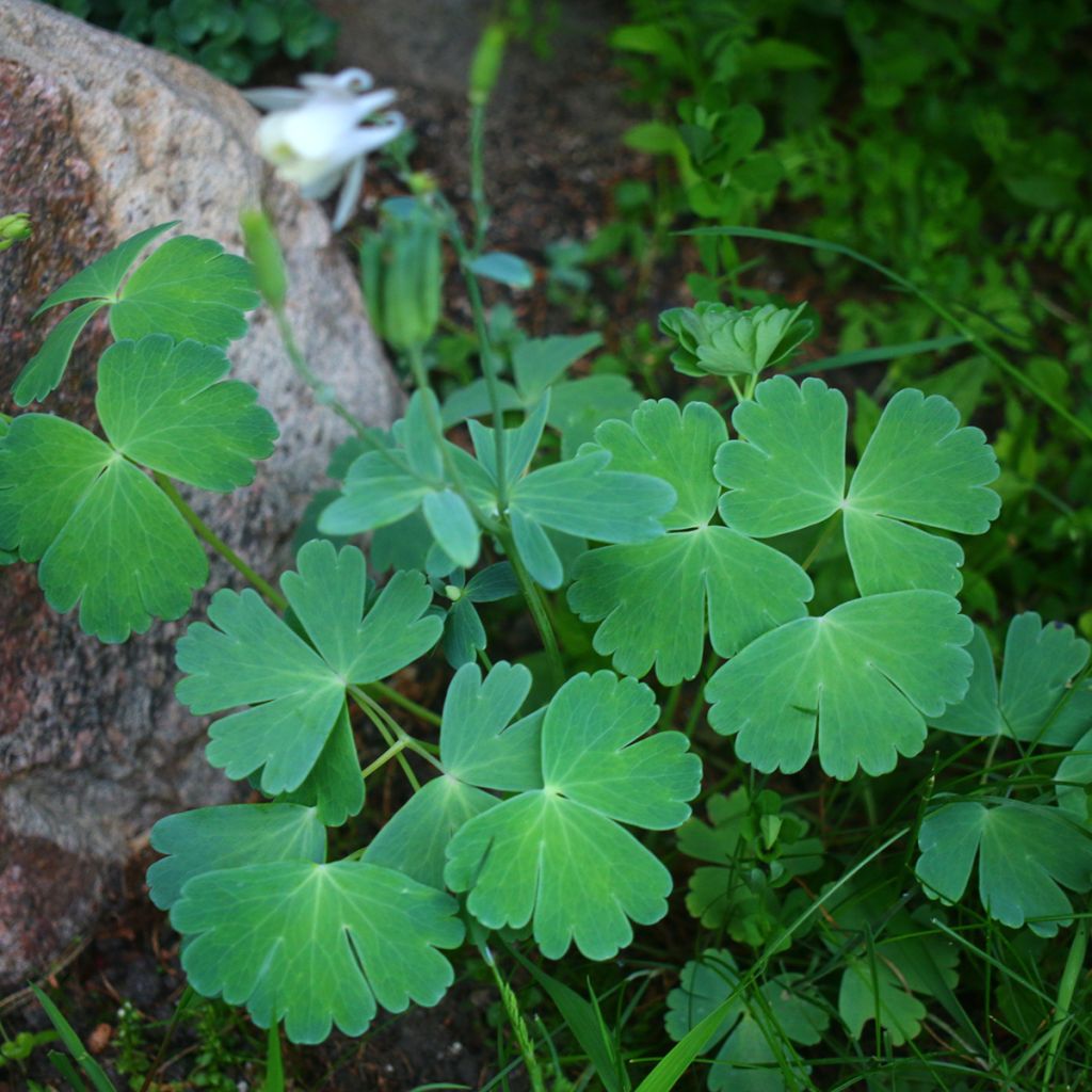 Aquilegia flabellata var. pumila alba - Zwerg-Akelei