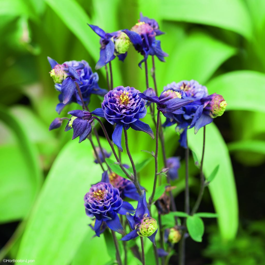 Aquilegia Winky Double Dark Blue White - Kurzspornige Akelei