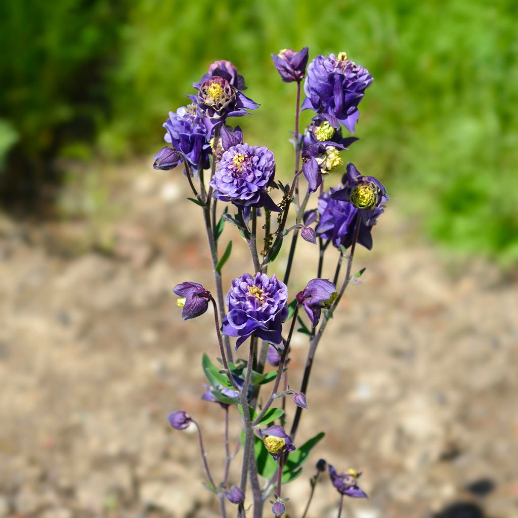 Aquilegia Winky Double Dark Blue White - Kurzspornige Akelei