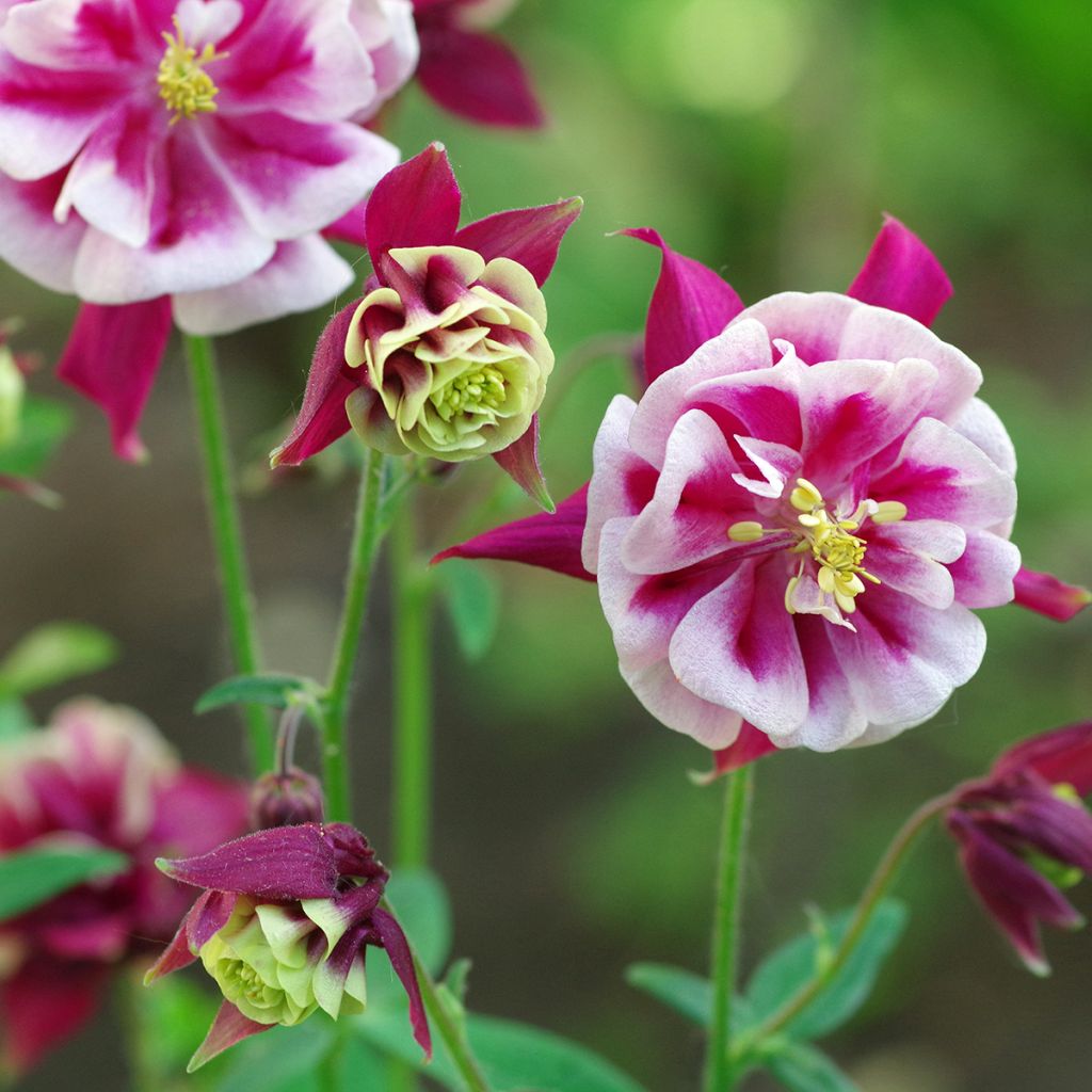 Aquilegia Winky Red White - Kurzspornige Akelei