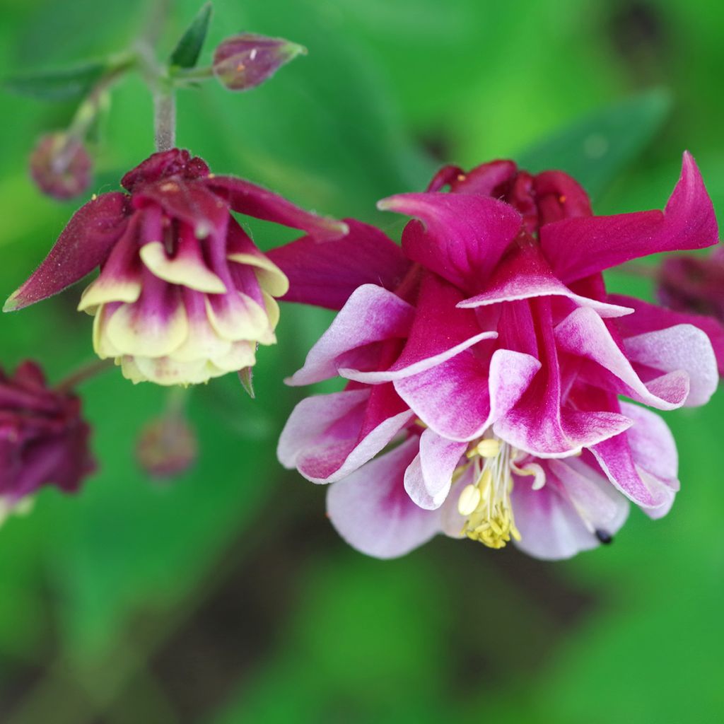 Aquilegia Winky Red White - Kurzspornige Akelei