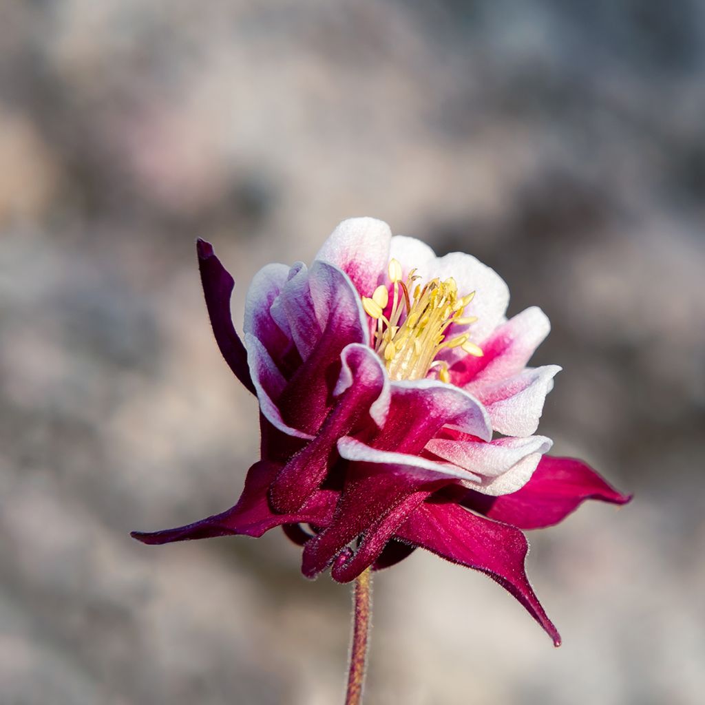 Aquilegia Winky Red White - Kurzspornige Akelei