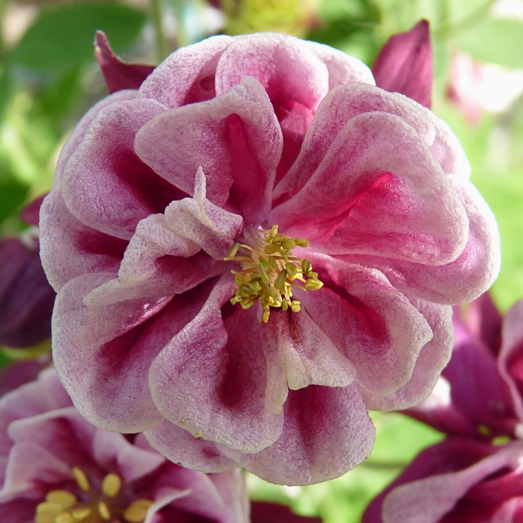 Ancolie Winky Double Red White - Aquilegia vulgaris.