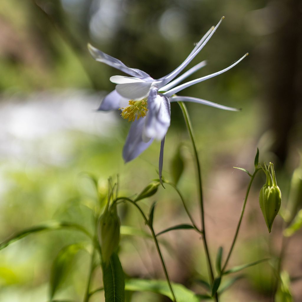 Aquilegia caerulea Snow Queen - Garten-Akelei