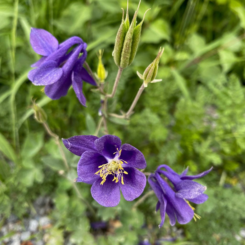 Aquilegia alpina - Alpen-Akelei