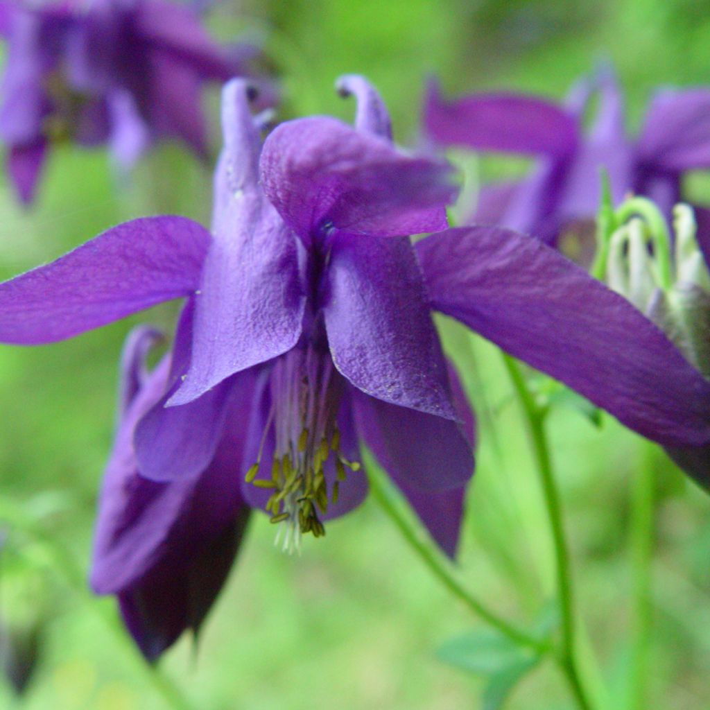 Aquilegia alpina - Alpen-Akelei