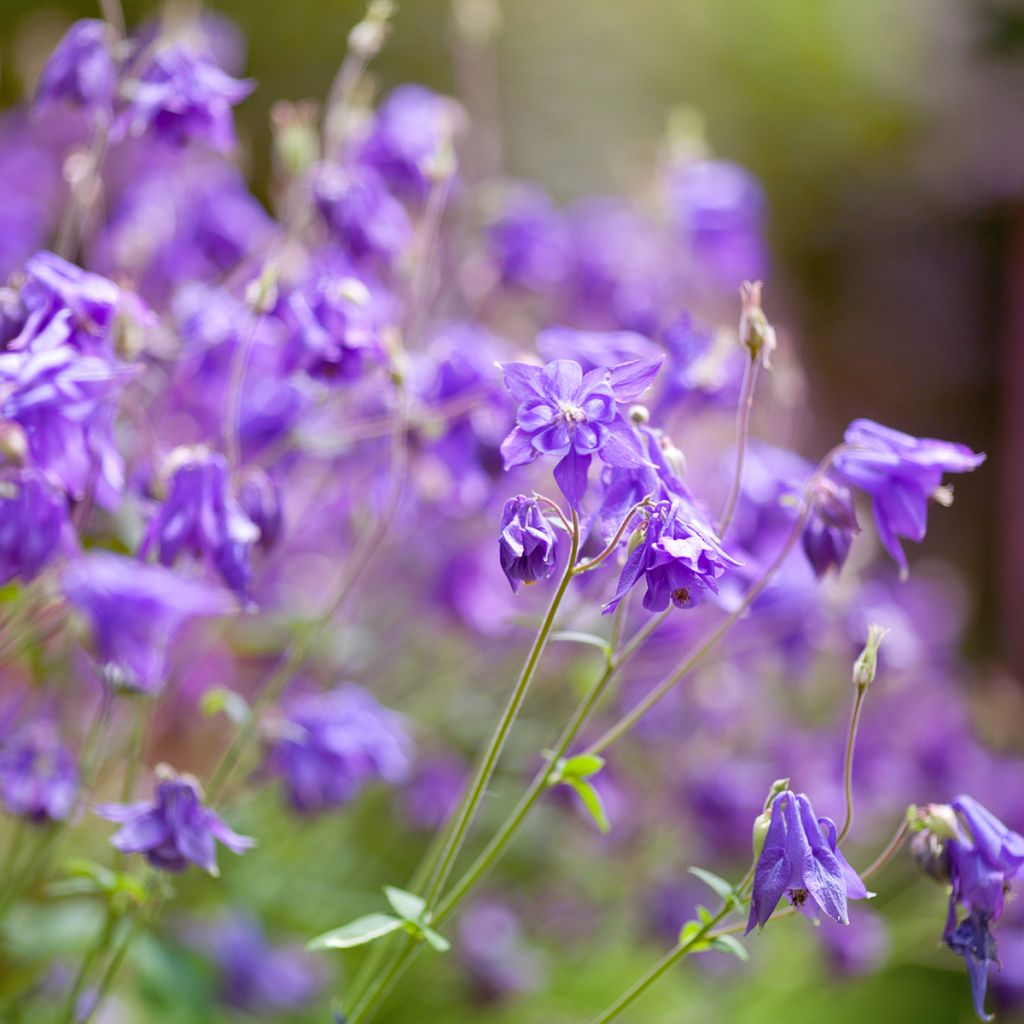 Aquilegia alpina - Alpen-Akelei