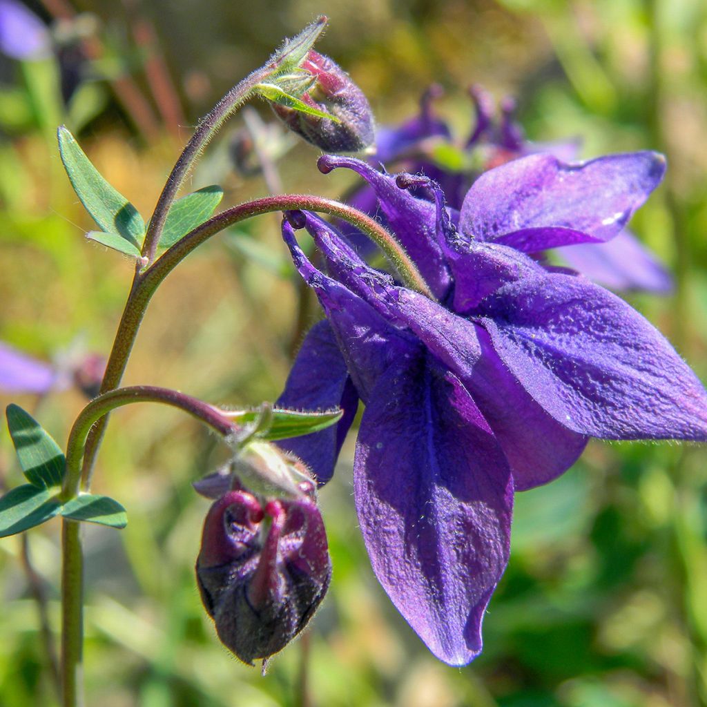 Aquilegia alpina - Alpen-Akelei