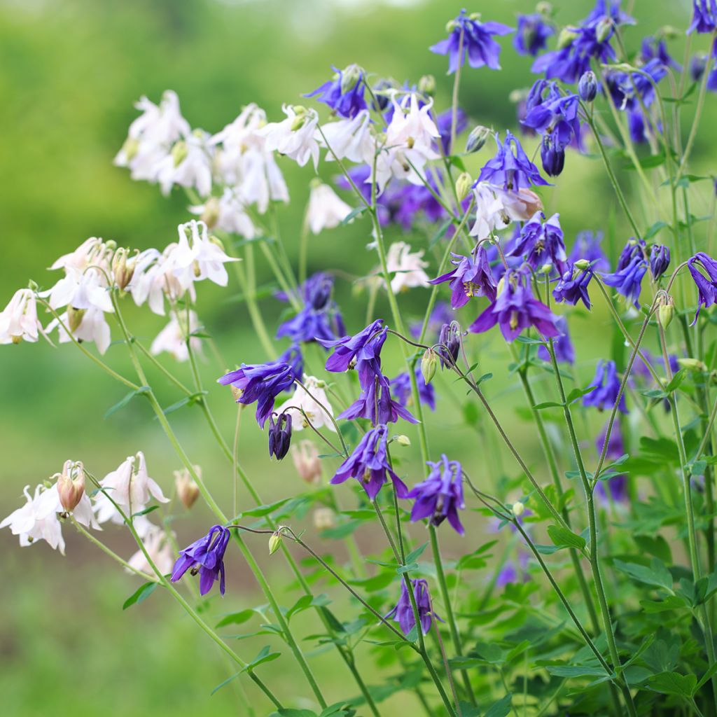 Aquilegia alpina - Alpen-Akelei