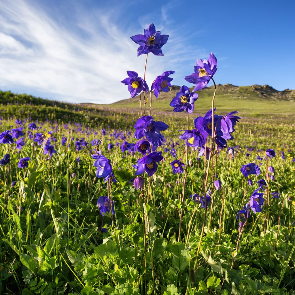 Aquilegia alpina - Alpen-Akelei