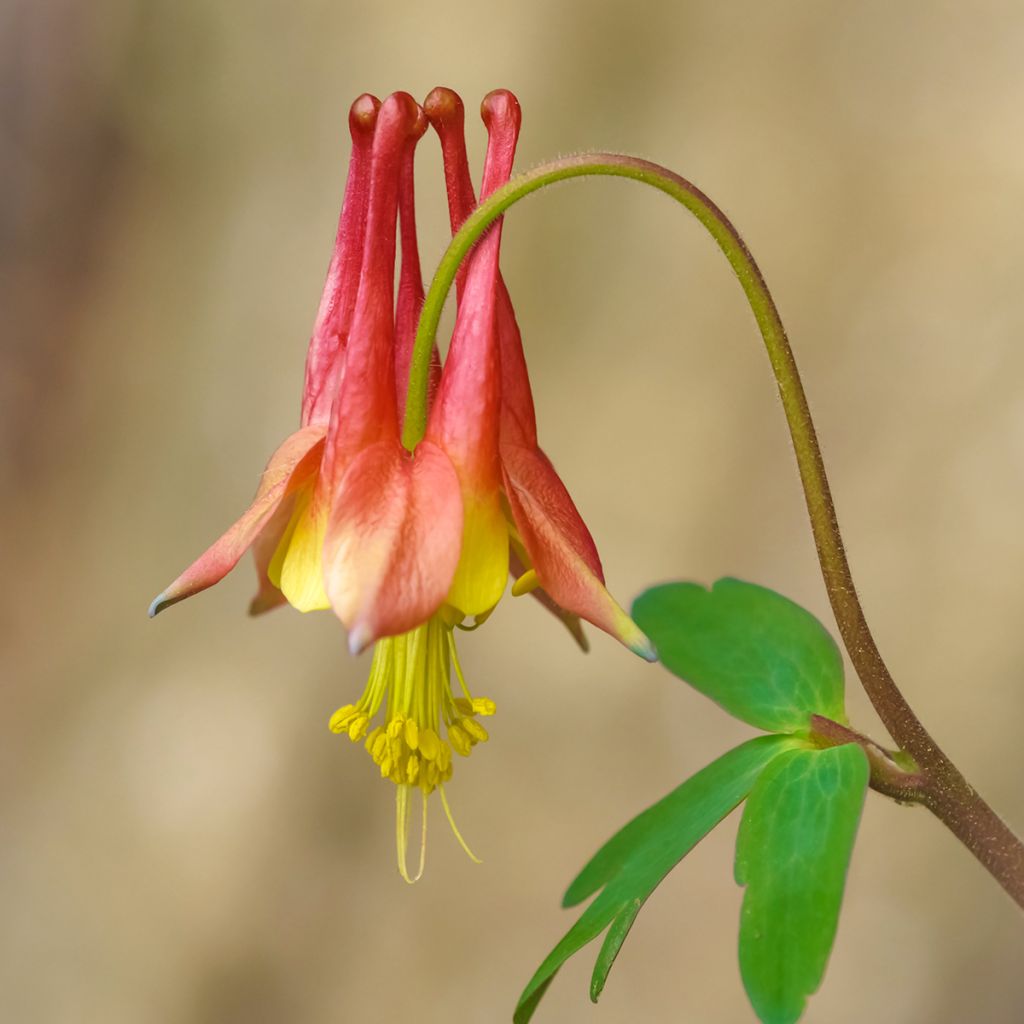 Aquilegia canadensis - Kanadische Akelei