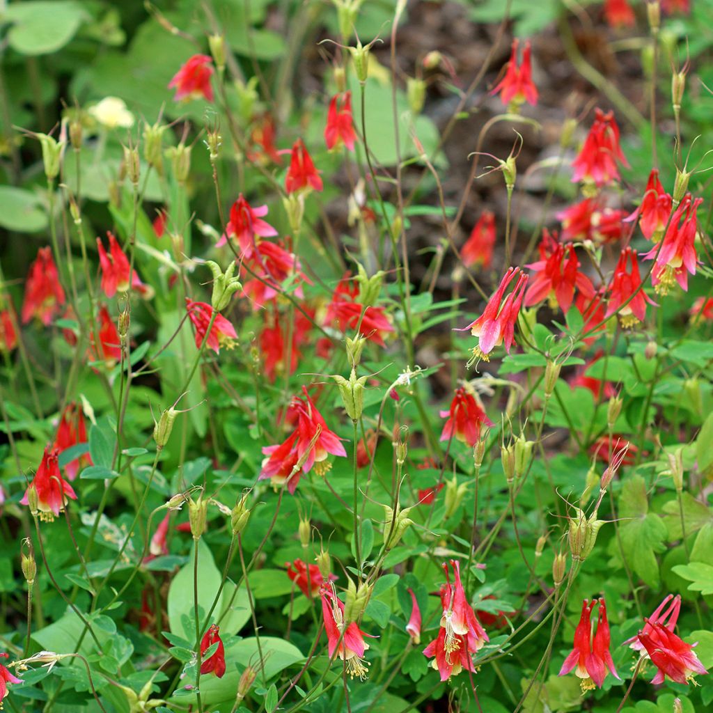 Aquilegia canadensis - Kanadische Akelei