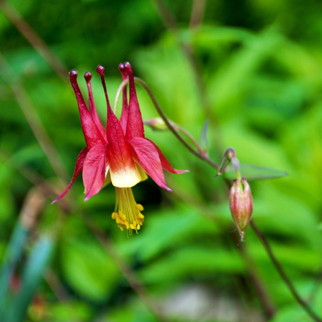 Aquilegia canadensis - Kanadische Akelei