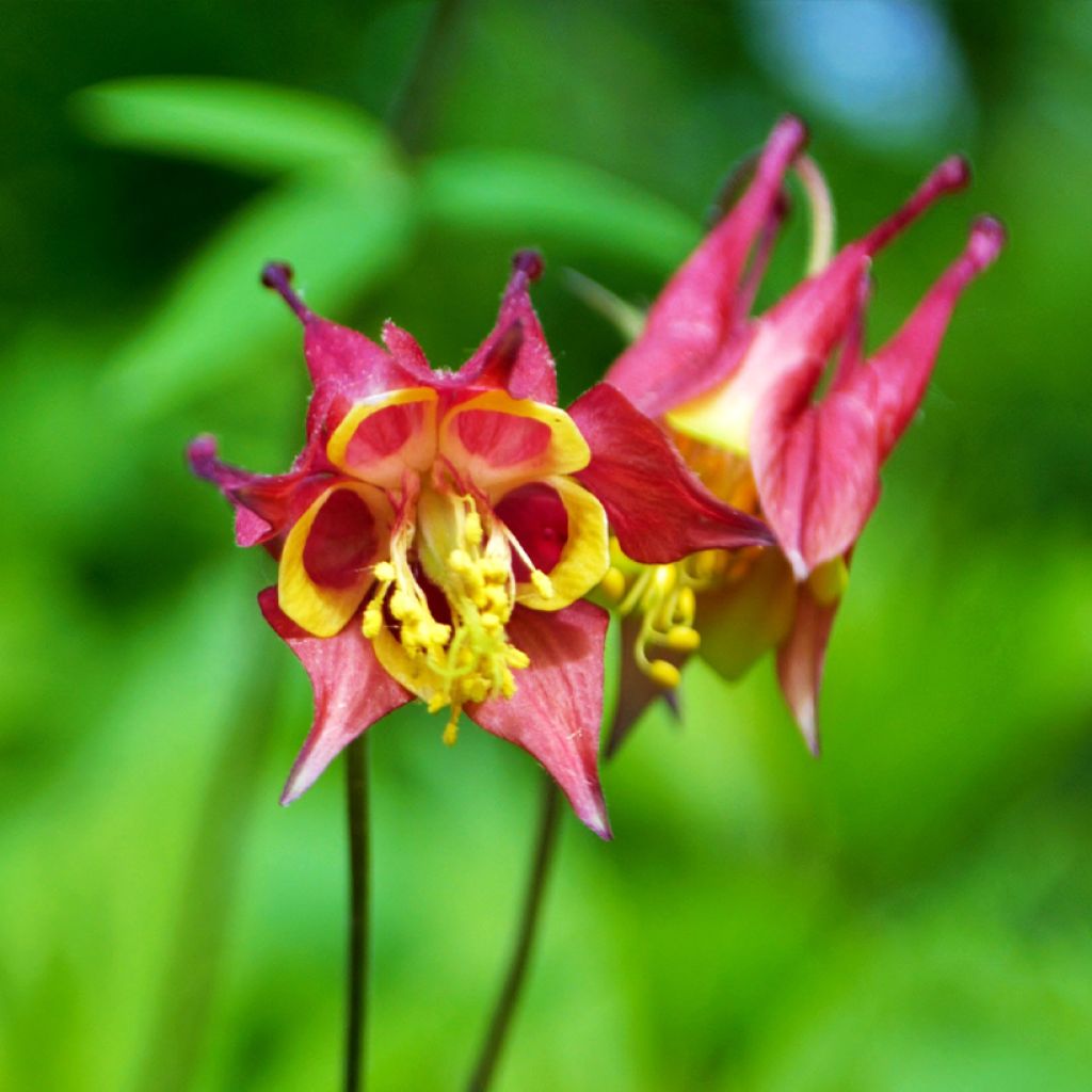 Aquilegia canadensis - Kanadische Akelei